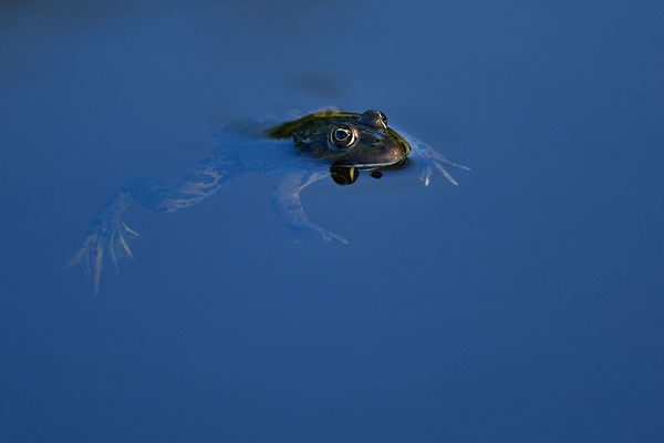 Grenouille verte