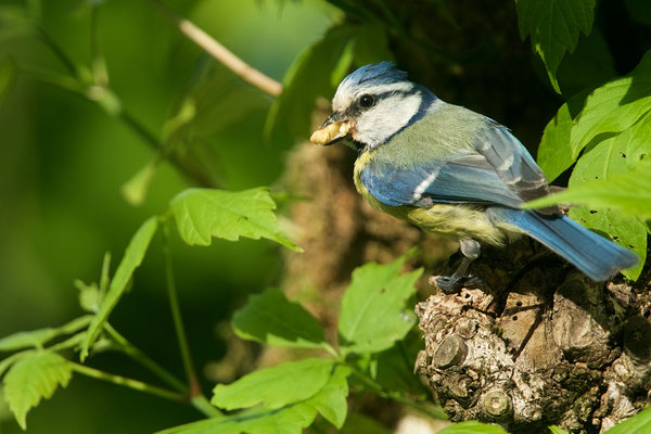 Mésange bleue