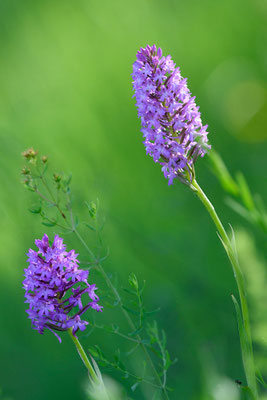 Orchis pyramidal