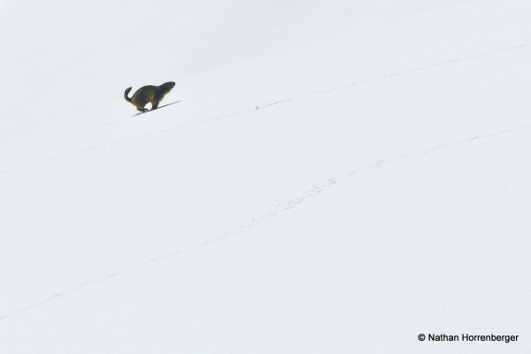 Marmotte courant dans la neige