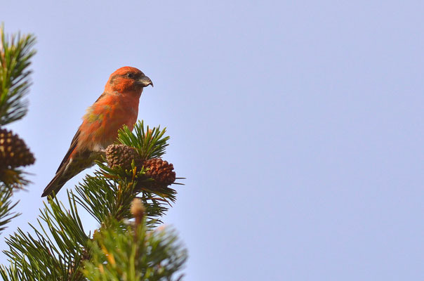 Bec-croisé des sapins