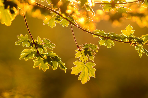 Feuilles de lumière
