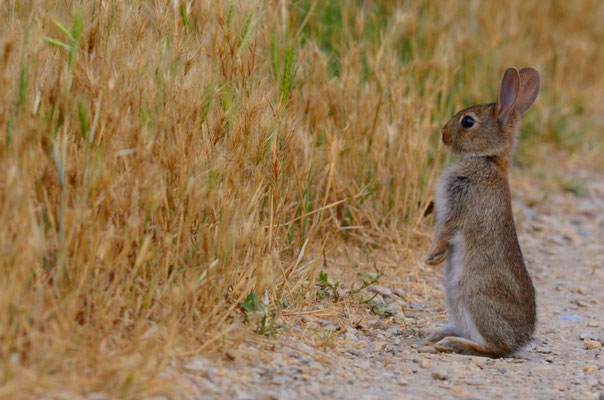 Lapin de Garenne