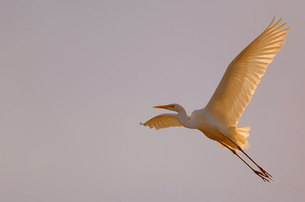 Grande aigrette