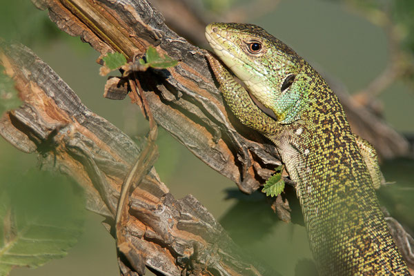 Lézard vert oriental