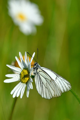 Gazé sur une marguerite