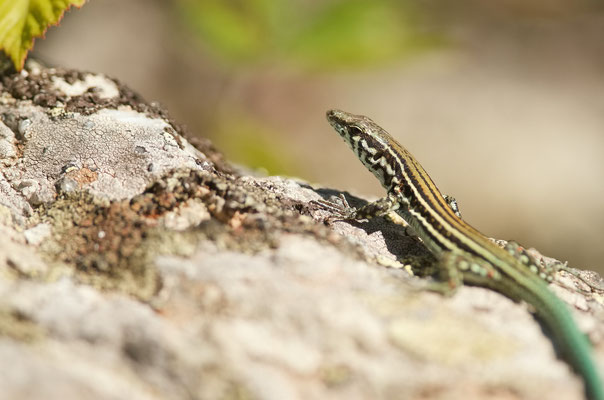 Lézard tyrrhénien