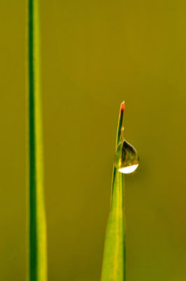 Goutte de rosée sur un brin d'herbe