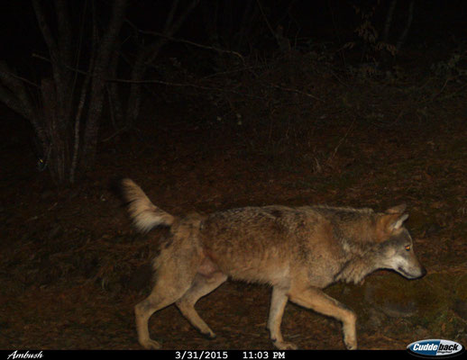 Loup, image issue d'un piège photographique (© Macedonian Ecological Society)