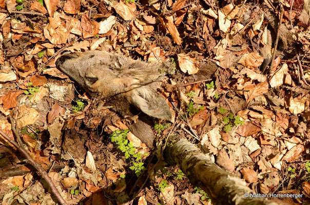 Dépouille de Chevreuil, prédaté par un Lynx