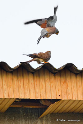Faucons crécerellettes 