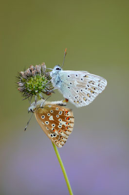 Accouplement d'argus