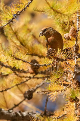 Bec-croisé des sapins