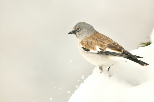 Niverolle alpine