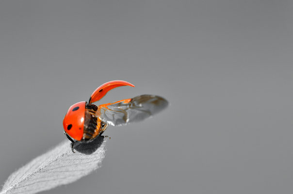 Coccinelle à 7 points