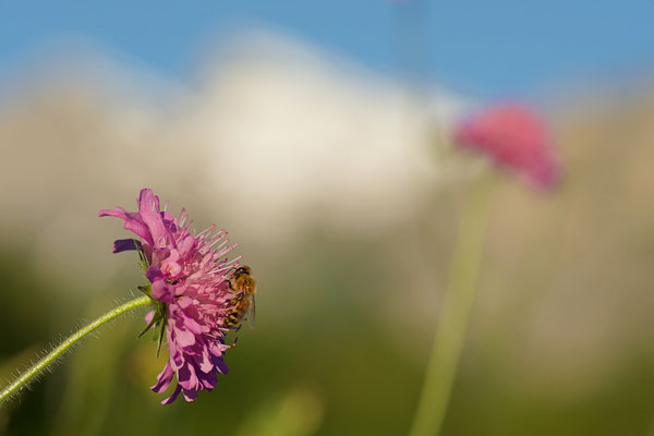 Abeille butinant une Knautie des champs