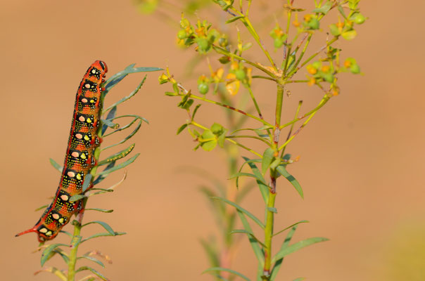 Chenille du Sphinx de l'euphorbe