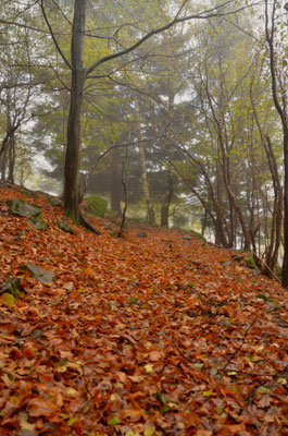 Hêtraie à l'automne