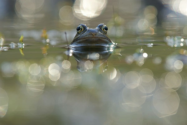 Grenouille rousse