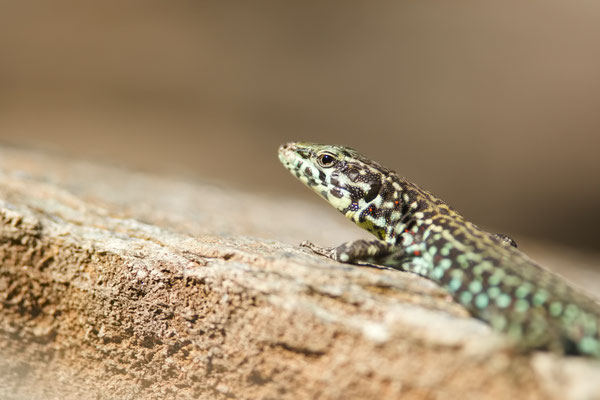 Lézard tyrrhénien