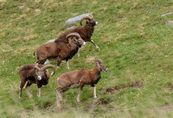 Mouflons