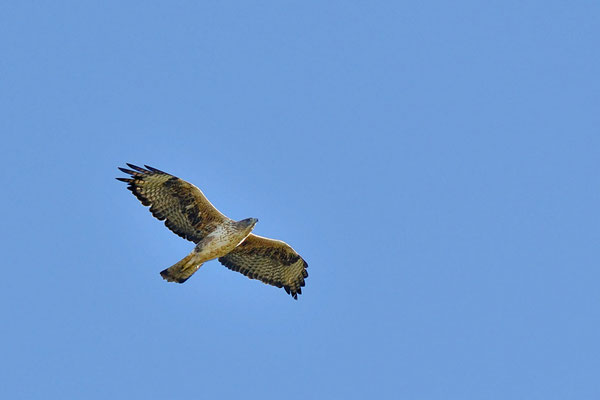 Aigle de Bonelli