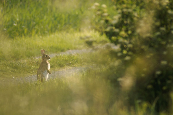 Lapin de Garenne