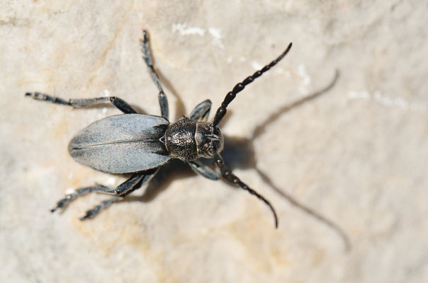 Dorcadion macedonicum
