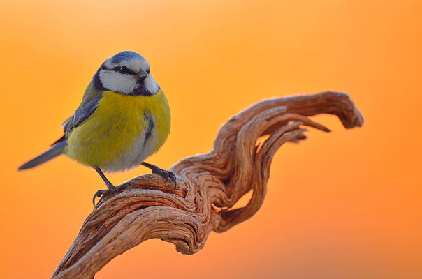 Mésange bleue