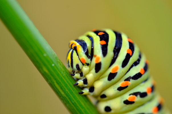 Chenille de Machaon