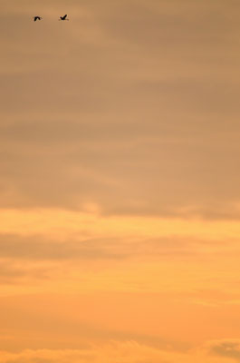 Grues cendrées