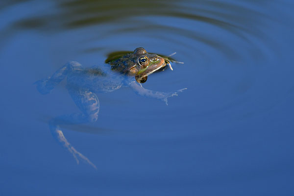 Grenouille verte