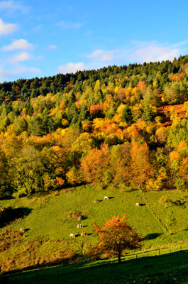 Vosges