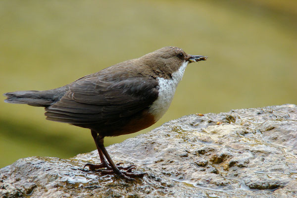 Cincle plongeur