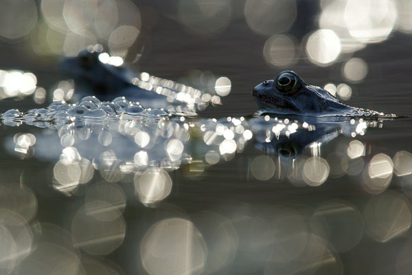 Grenouilles rousses