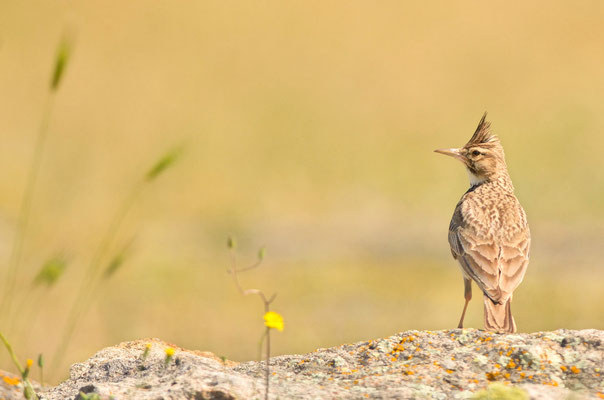 Cochevis huppé