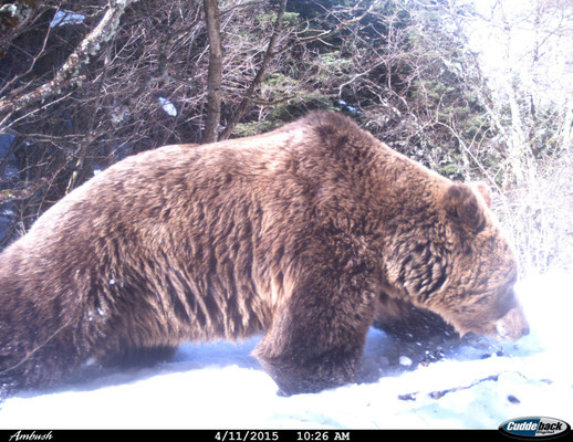 Ours, image issue d'un piège photographique (© Macedonian Ecological Society)