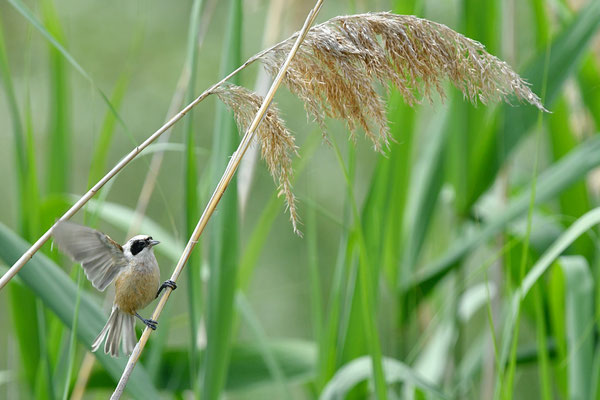 Rémiz penduline