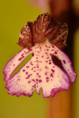 Orchis pourpre