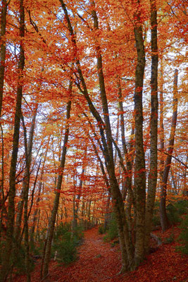 Hêtraie à l'automne, Vosges