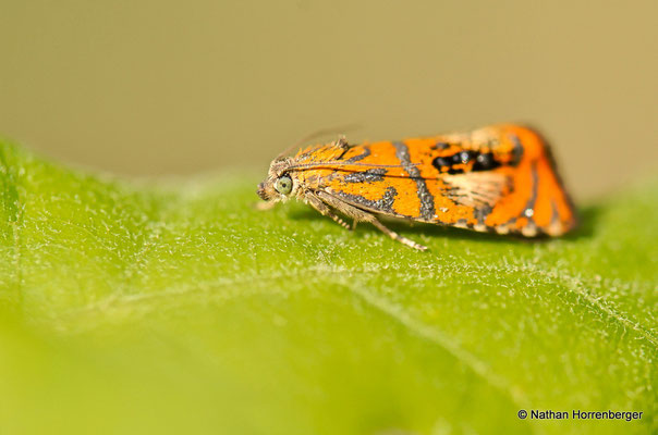 Olethreutes arcuella