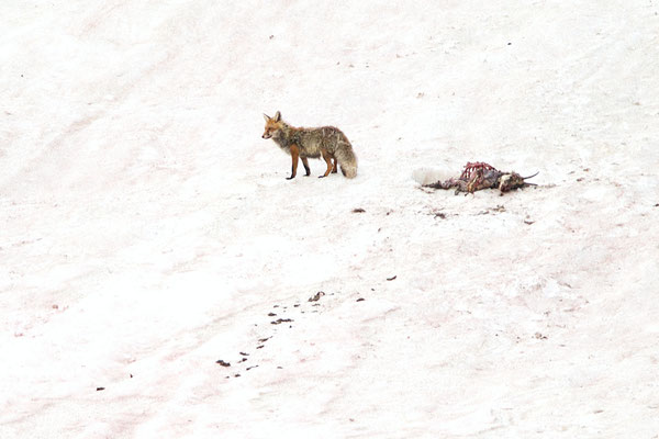 Renard et carcasse de Chamois