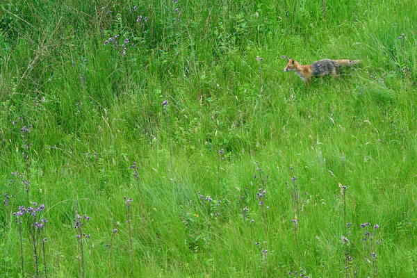 Renard roux