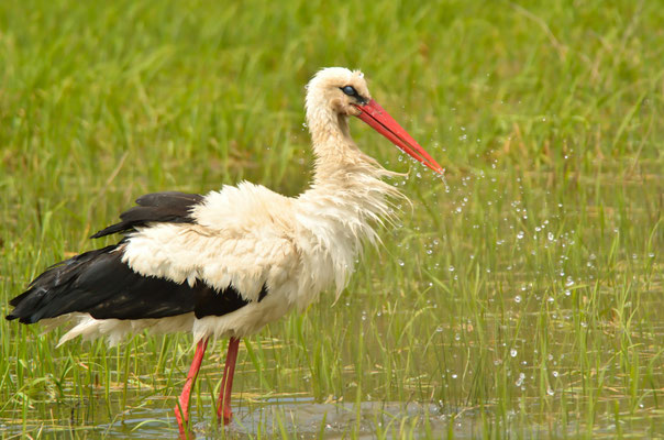 Cigogne blanche