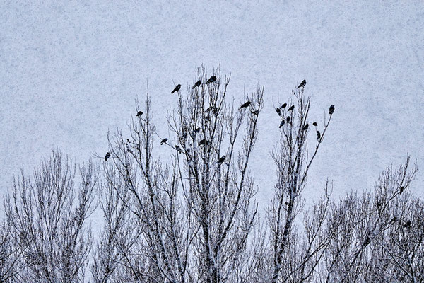 L'arbre aux corneilles sous la neige