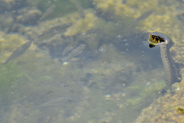 Couleuvre à collier et poissons