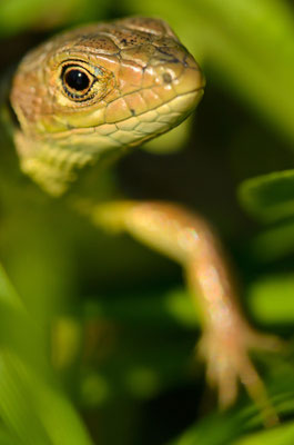 Lézard vert oriental juvénile