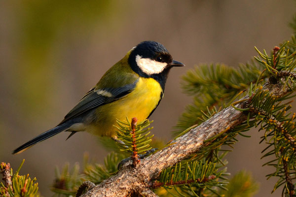Mésange charbonnière