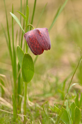 Fritillaire de Macédoine