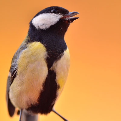 Mésange charbonnière